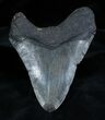 Inch Georgia Megalodon Tooth #1360-1